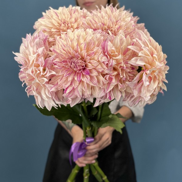 Георгин персиковый Кафе О Ле Твист