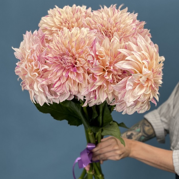 Георгин персиковый Кафе О Ле Твист