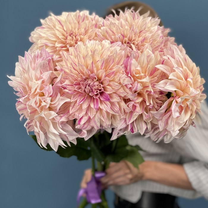 Георгин персиковый Кафе О Ле Твист