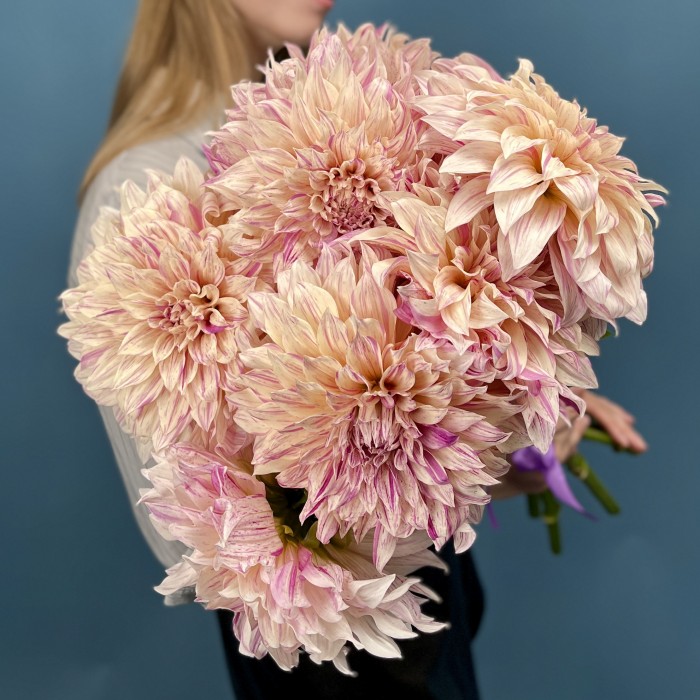 Георгин персиковый Кафе О Ле Твист