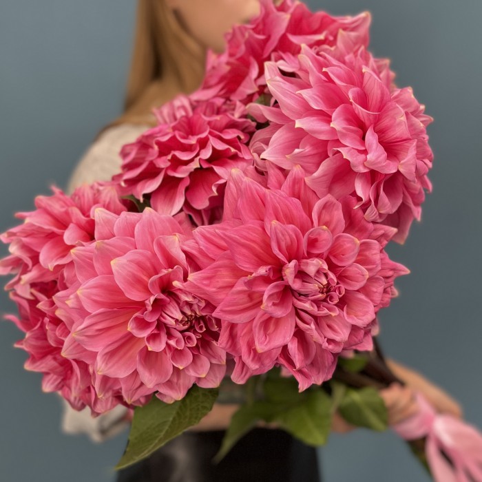 Георгин ярко-розовый