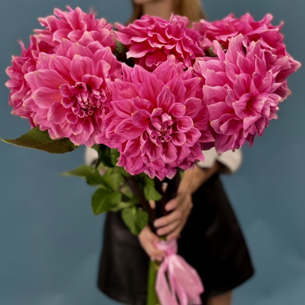 Георгин ярко-розовый