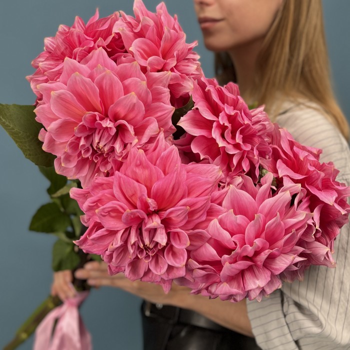 Георгин ярко-розовый