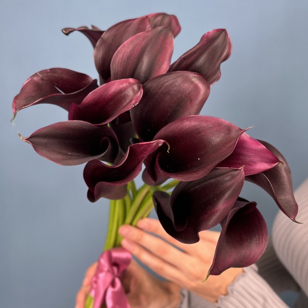 Калла фиолетовая