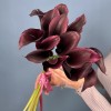 Калла фиолетовая