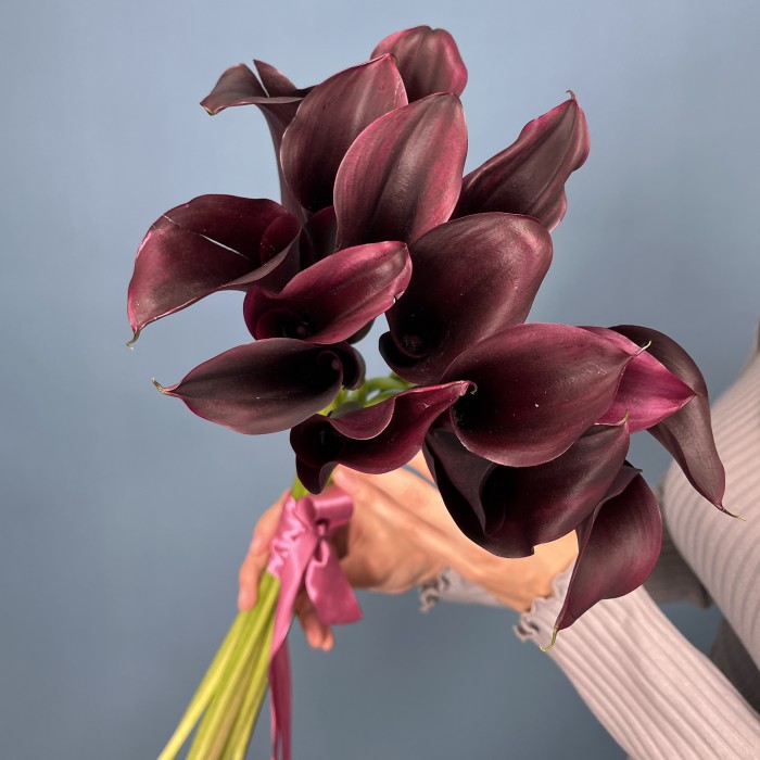 Калла фиолетовая