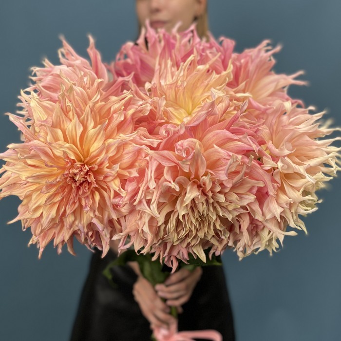 Георгин  Персиковый Пенхил Вотермелон