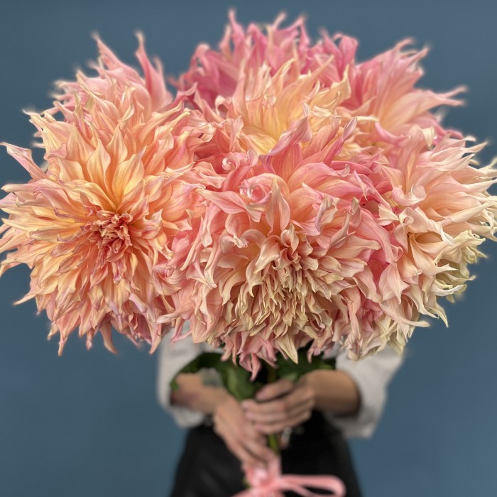 Георгин  Персиковый Пенхил Вотермелон