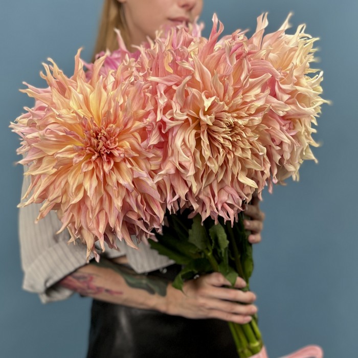 Георгин  Персиковый Пенхил Вотермелон