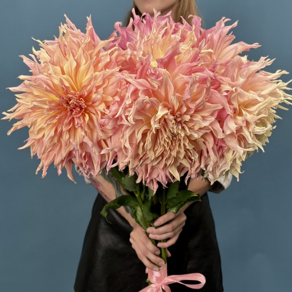 Георгин  Персиковый Пенхил Вотермелон