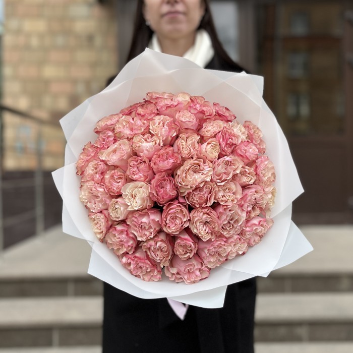 51 малиново-белая роза Кантри Кэнди