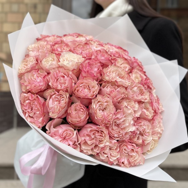 51 малиново-белая роза Кантри Кэнди