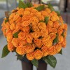 101 оранжевая Роза Элеганс 60 см