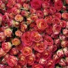 51 яркая кустовая роза Саммер Дэнс