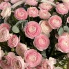 101 розовый ранункулюс в корзине с эвкалиптом
