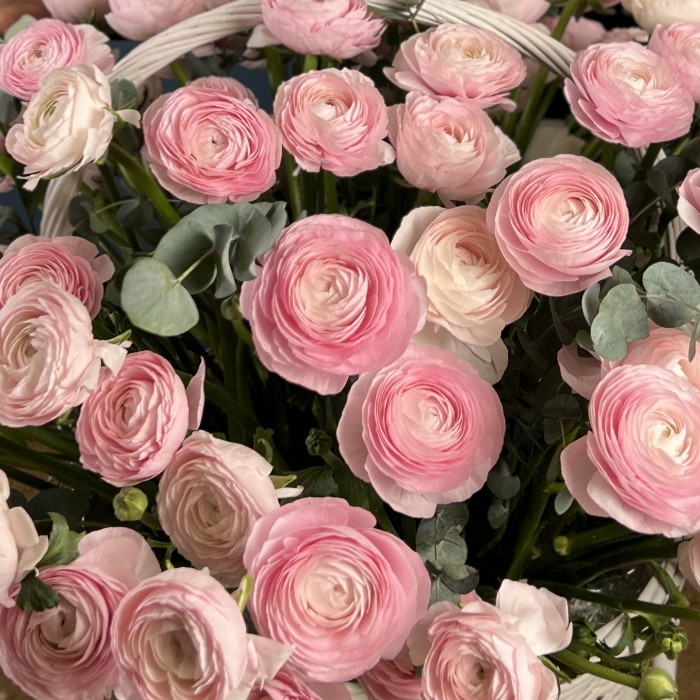 101 розовый ранункулюс в корзине с эвкалиптом