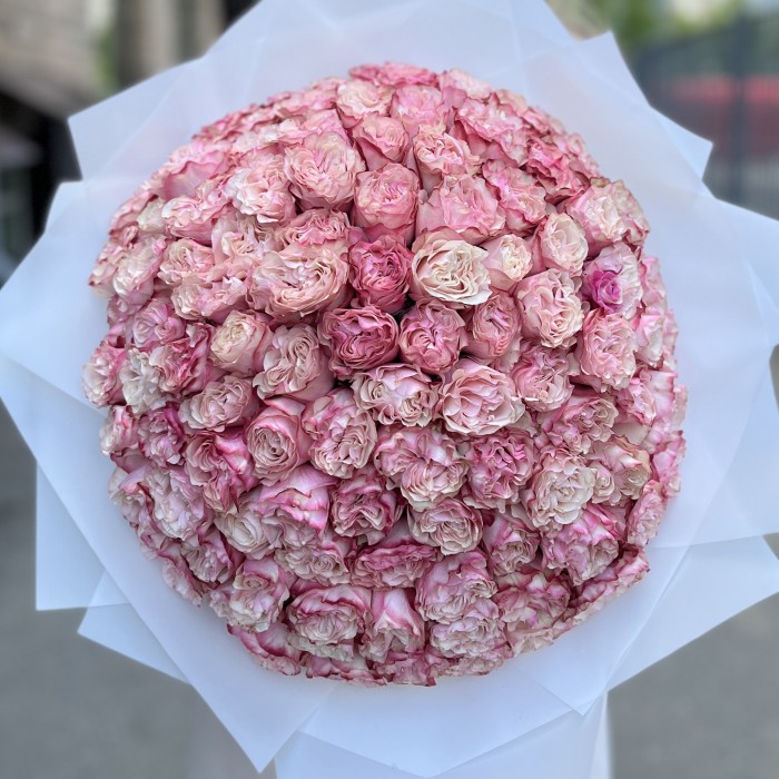 101 малиново-белая Роза Кантри Кэнди 40см