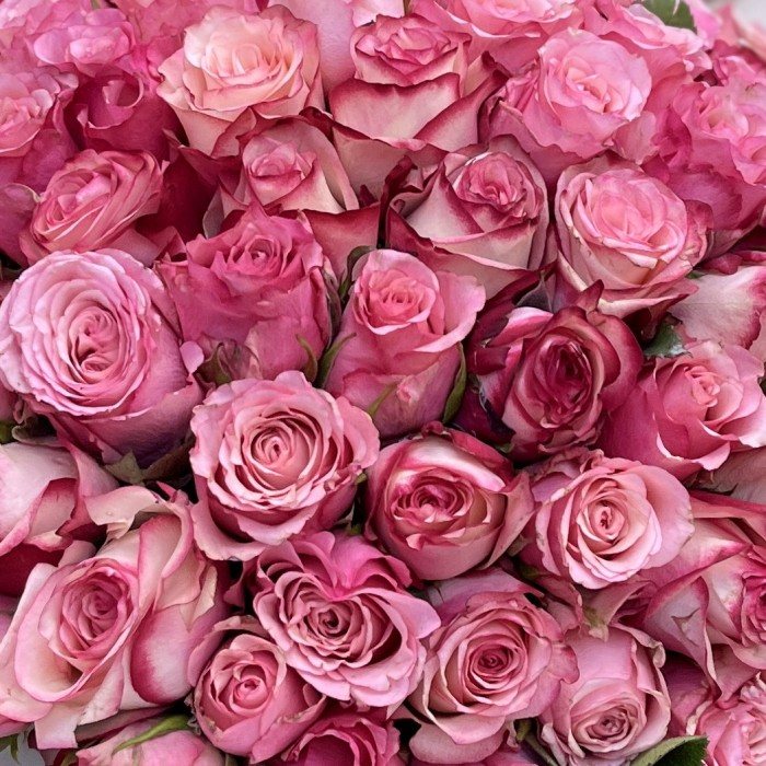 101 розовая Роза Алани микс 40 см