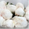 11 пионов Фестива XL