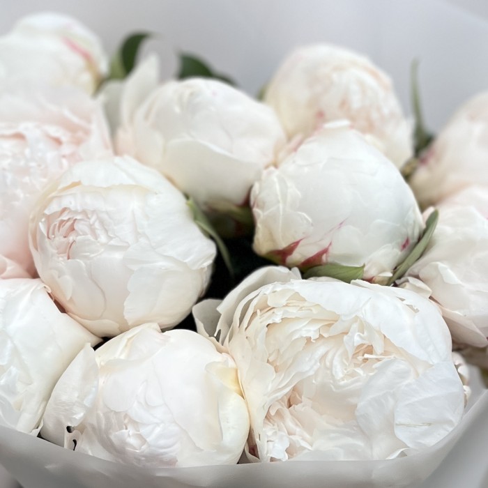 11 пионов Фестива XL