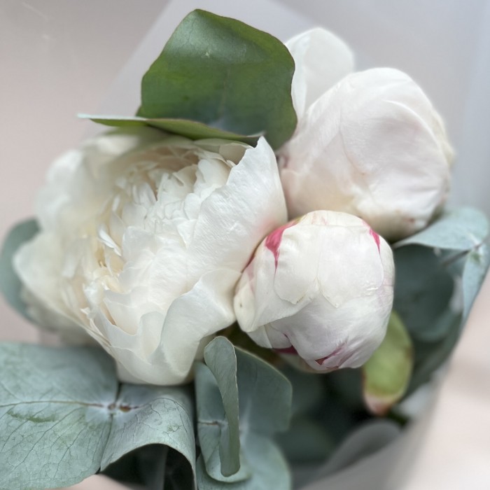 3 пиона Фестива XL с эвкалиптом