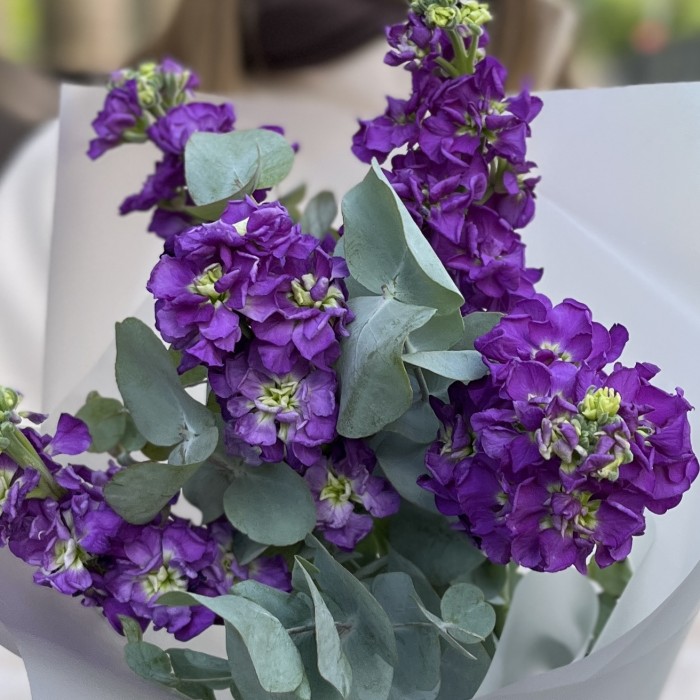 5 фиолетовых маттиол с эвкалиптом