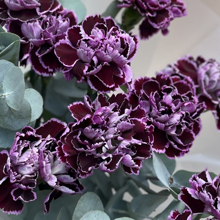 Букет из 11 гвоздик сорта Минерва с эвкалиптом