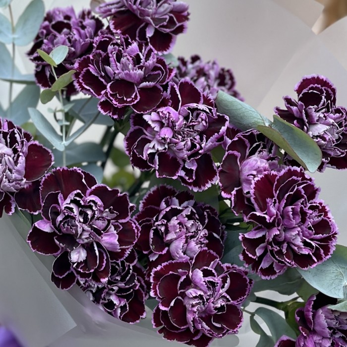 Букет из 15 гвоздик сорта Минерва с эвкалиптом