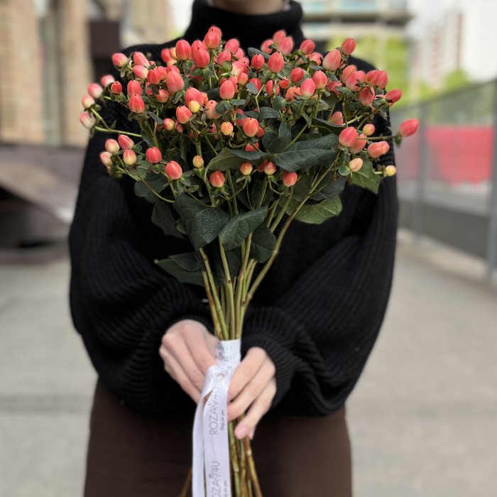 Гиперикум розовый