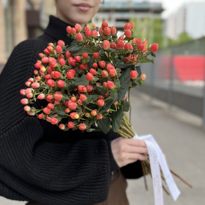 Гиперикум розовый