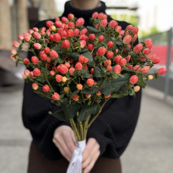 Гиперикум розовый