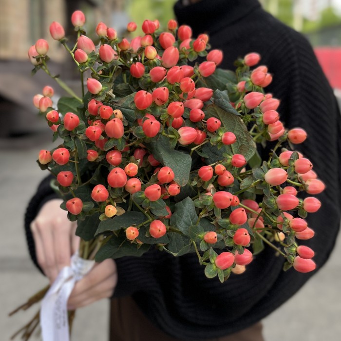 Гиперикум розовый