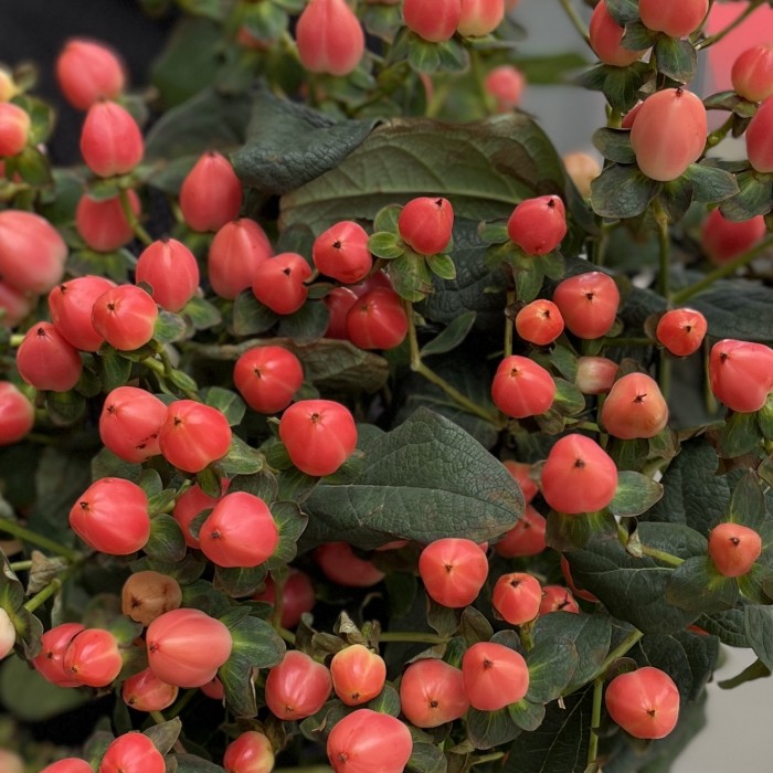 Гиперикум розовый