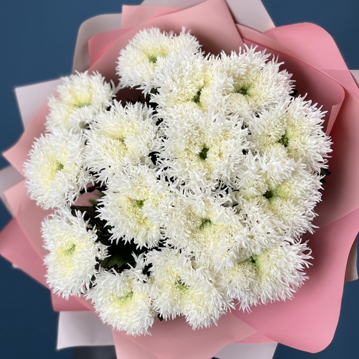 15 белых пушистых хризантем Этруско