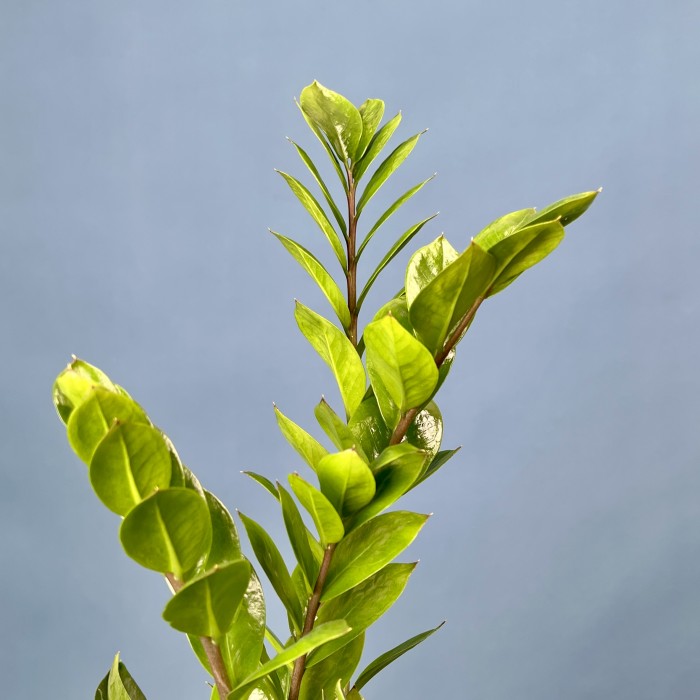 Замиокулькас