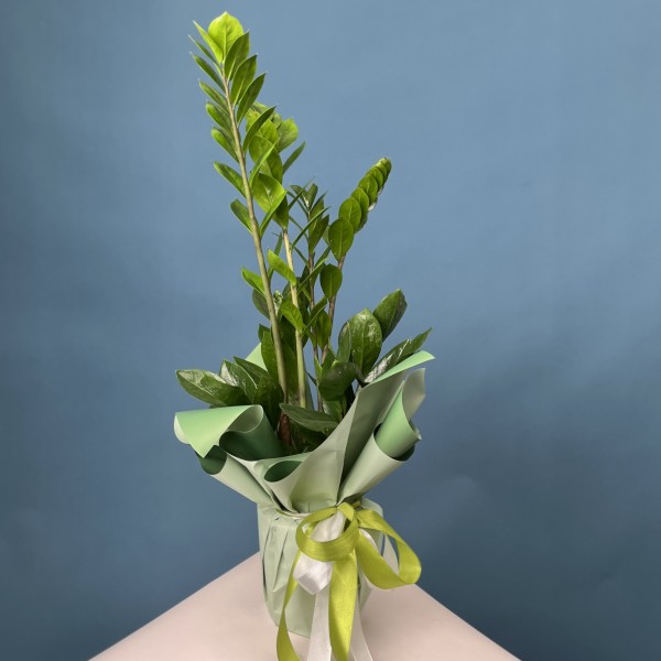 Замиокулькас