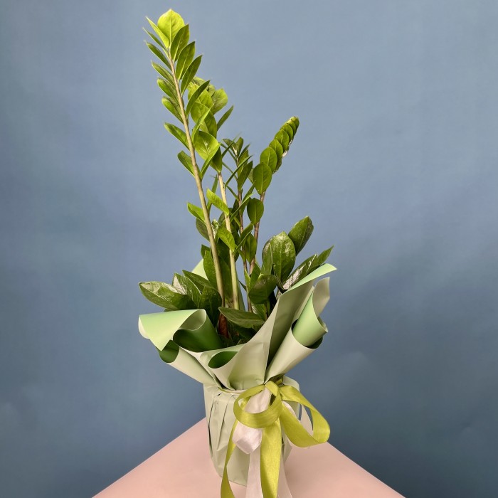 Замиокулькас