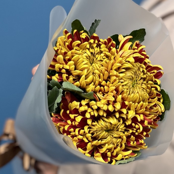 3 желто-красные хризантемы Том Пирс