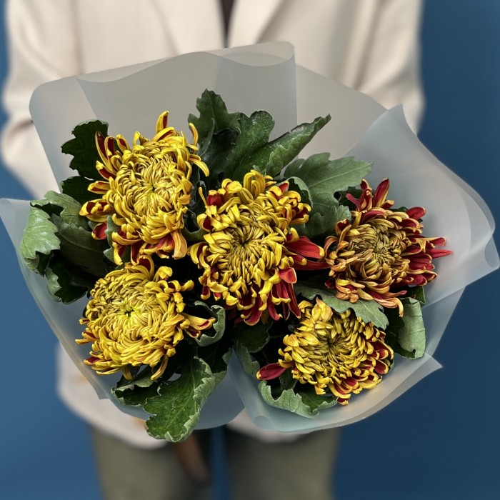 5 желто-красных хризантем Том Пирс