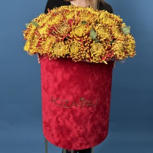 51 желто-красная хризантема Том Пирс в большой бархатной коробке