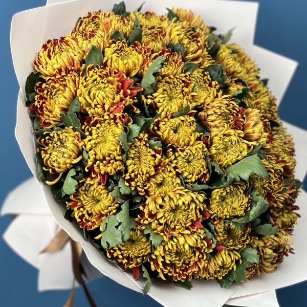 51 Желто-красная хризантема Том Пирс