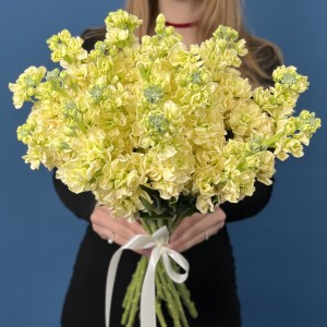 Маттиола кремовая