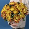 25 желто-красных хризантем Том Пирс в коробке