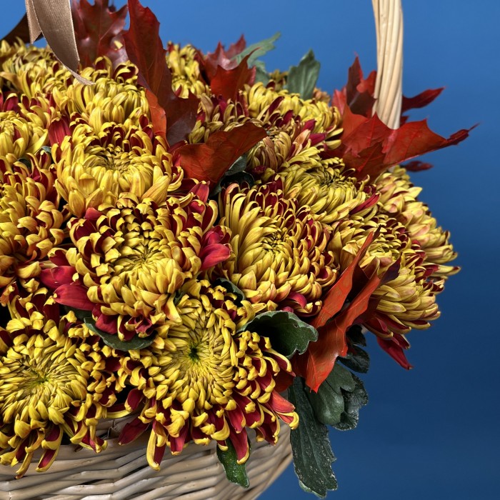 51 желто-красная хризантема Том Пирс в корзине
