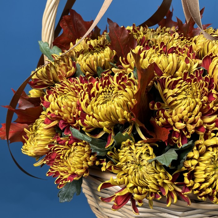 51 желто-красная хризантема Том Пирс в корзине