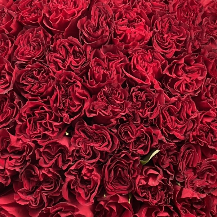 101 красная пионовидная роза Хартс 70 см