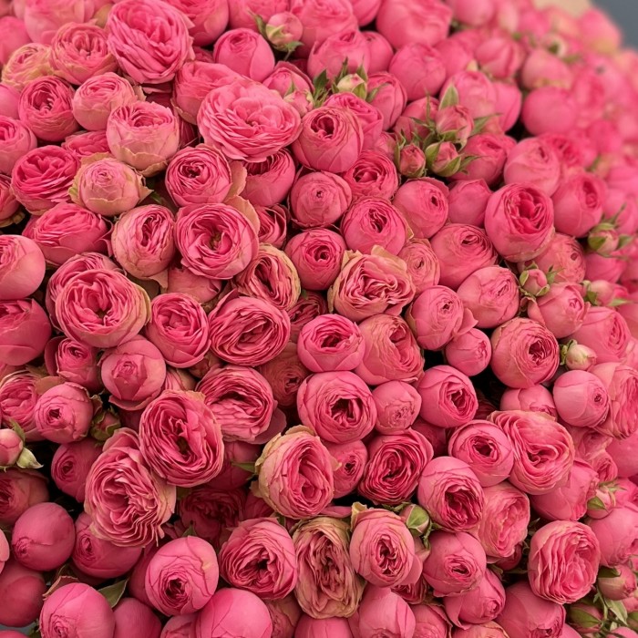 101 кустовая пионовидная розовая роза Жизель 60 см