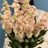 Букет из 11 персиковых маттиол