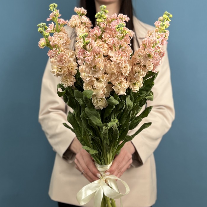 Букет из 11 персиковых маттиол