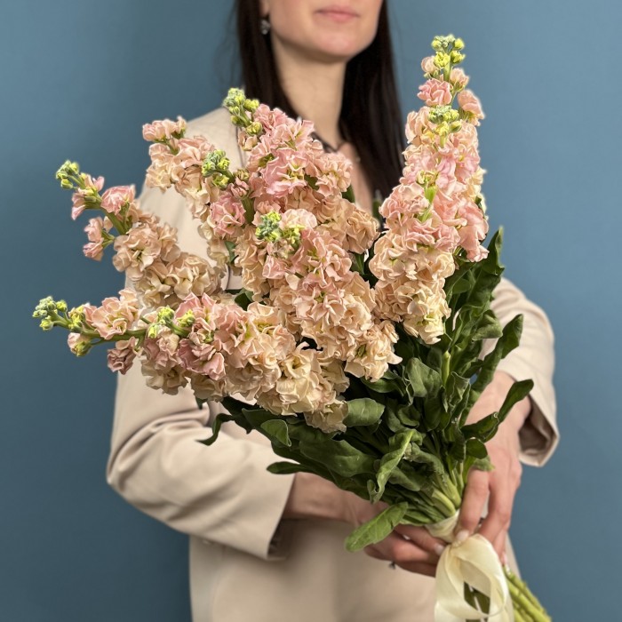 Букет из 11 персиковых маттиол